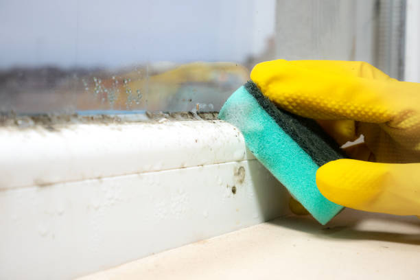 Best Toxic Mold Removal  in Gambrills, MD