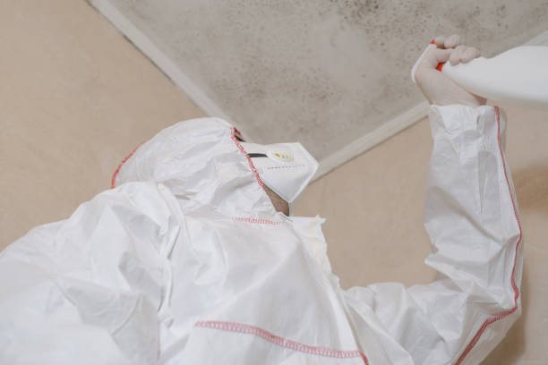 Professional Mold Removal in Gambrills, MD