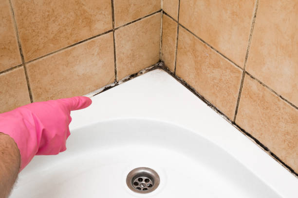 Best Emergency Mold Removal  in Gambrills, MD